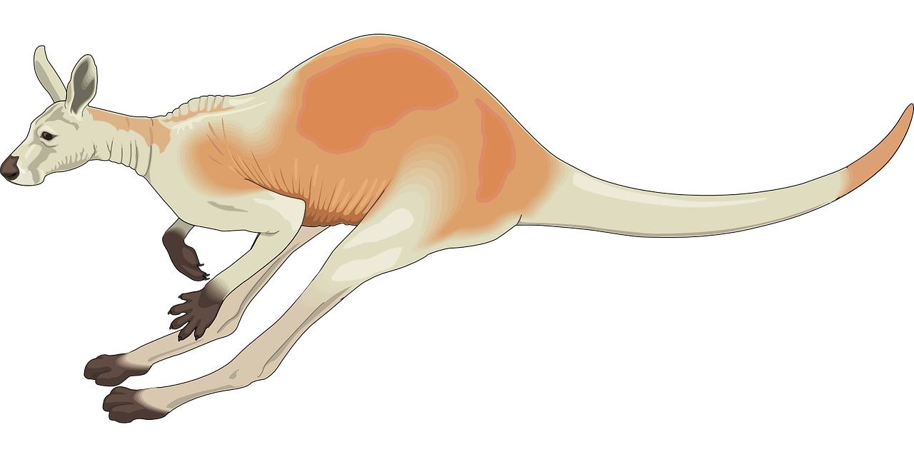 kangaroo-jump
