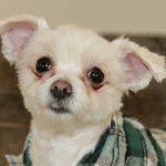 gidget gidget